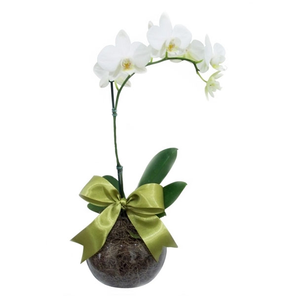 Orqudea Phalaenopsis Branca