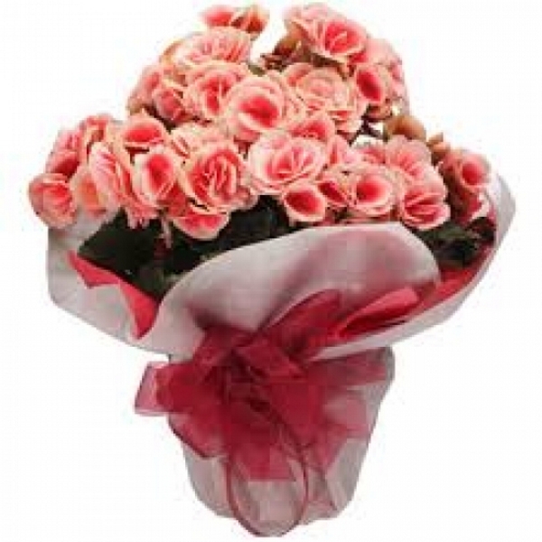 Beg�nia Rosa